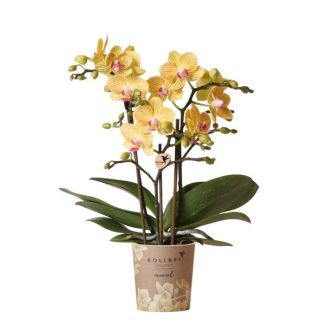 Gelbe Schmetterlingsorchidee Lima, Blühende Zimmerpflanze, Phalaenopsis-Orchidee, Ø9cm