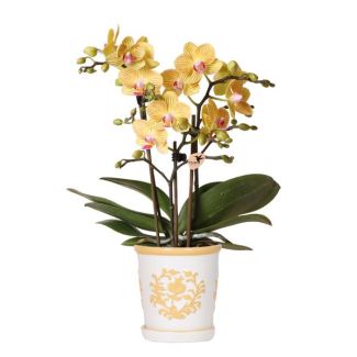 Gelbe Schmetterlingsorchidee Lima mit Malaga Ziertopf hellorange, blühende Zimmerpflanze, Phalaenopsis-Orchidee, Ø9cm