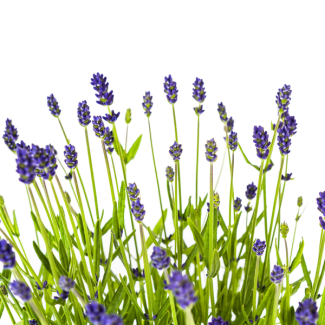 4 Stück Lavendel, Purpurne Blütenstände, Staude, Mediterranes Flair, Lavandula angustifolia Ø19cm - ↕40 - 50cm