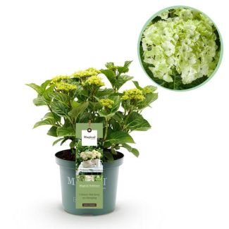 Green boutiQ - Terrassenpflanze - Hortensie - Hydrangea Magical Nobless - Weiß - 6-10 Blüten - Topf 23cm Höhe 55cm