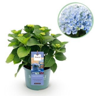 Green boutiQ - Terrassenpflanze - Hortensie - Hydrangea Magical Revolution Blue - Blau - 6-10 Blüten - Topf 23cm Höhe 55cm