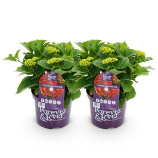 2 Stück Hortensie Rosa/Rot 5 bis 7 Blumen