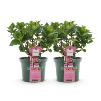 2 Stück Hortensie Grün bis Zartrosa 5 bis 7 Blumen