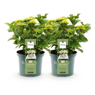 2 Stück Hortensie Weiß 5 bis 7 Blumen