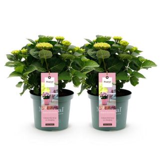 2 Stück Hortensie Rosa 5 bis 7 Blumen