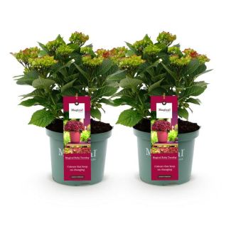 2 Stück Hortensie Rosa/Rot 5 bis 7 Blumen