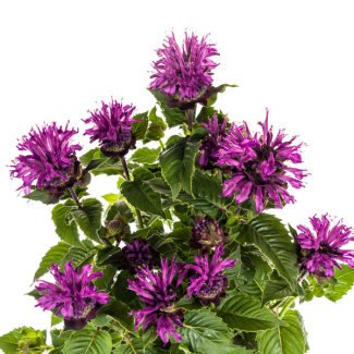 Purpur-Monarde Ø19cm - ↕45 - 60cm