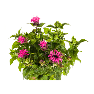 Prachtspiere Pink Ø19cm - ↕45 - 60cm