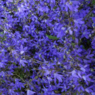 48x Glockenblume Campanula poscharskyana 'Stella' ↕10-20cm - Ø9cm - ideal für Beete und Bodendecker