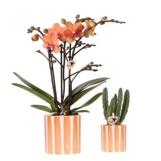 Schöne Schmetterlingsorchidee Bolzano, Ø9cm, Farbe Orange, + Sukkulente Ø6cm, inkl. keramischen Streifen-Übertopf