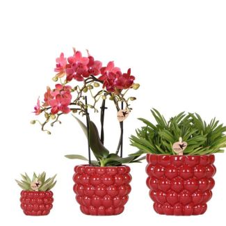 Schöne Schmetterlingsorchidee Kongo, Ø9cm, Farbe Rot/Rosa, + Sukkulenten Ø12cm und Ø6cm, inkl. keramischen Berry Dektopf