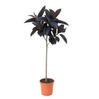Einzigartiger Stammfikus Ficus Abidjan 130 cm - Gummibaum