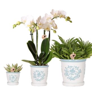 Schöne Schmetterlingsorchidee Amabilis Ø9cm, Farbe Weiß, + 2 Sukkulenten Ø12cm und Ø6cm, inkl. keramischen Malaga Zierübertöpfen, Ø6cm