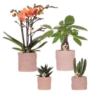 Zimmerpflanzen-Set - Orchidee Bolzano Ø9cm, Grüne Sukkulenten Ø6cm, Frisch von unserem Züchter