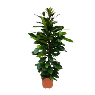 Afrikanischer Feigenbaum