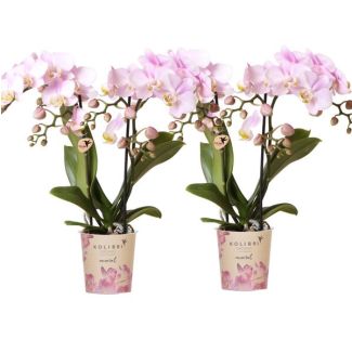 2 schöne Schmetterlingsorchideen Portugal, Farbe Rosa mit Gelbem Herz, blühende Zimmerpflanze, Ø9cm