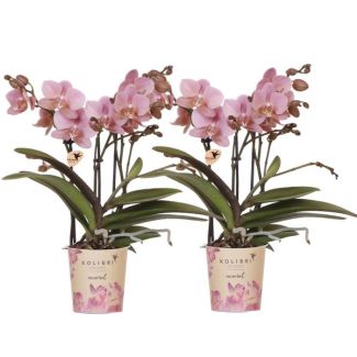 Set van 2 Phalaenopsis orchideeën Ø9cm