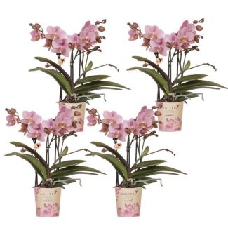 Set van 4 bloeiende Phalaenopsis orchideeën