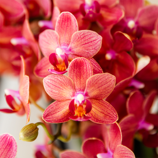 Verrassingsbox met 2 Schitterende Vlinderorchidee van Dezelfde Kleur, Ø9cm