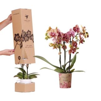 Überraschungsbox, mit 1 schöner Schmetterlingsorchidee, exklusive Diamantkollektion, Ø9cm, lassen Sie sich überraschen