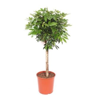 Schefflera - Moderne Pflanze auf Stamm - 150 cm - Glänzende grüne Blätter
