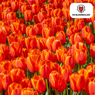 Tulpenzwiebeln Dafeng, Farbe Orange, Großblumige Tulpe, Für Garten oder Topf, 1 Sack mit 20 Stück