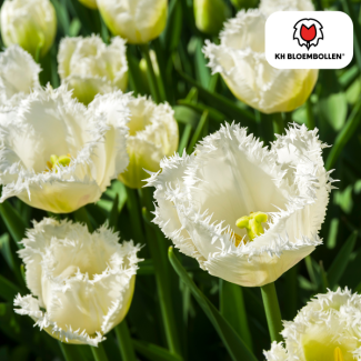 Tulpenzwiebeln Honeymoon, Farbe Schneeweiß, Gezackter Blütenrand, Für Garten oder Topf, 1 Sack mit 20 Stück