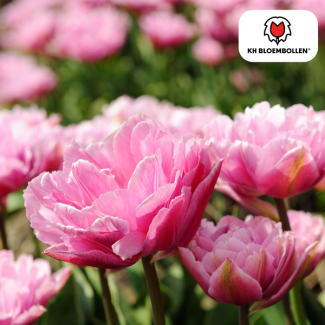 Tulpenzwiebeln Columbus, Farbe Rosa-Weiß, Doppelte Pfingstrose-Tulpe, Für Garten oder Topf, 1 Sack à 20 Stück