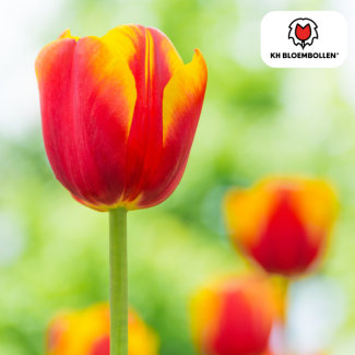 Tulpenzwiebeln Dow Jones, Farbe Rot, Gelb, Gestreifte Blüte, Für Garten oder Topf, 1 Sack à 20 Stück