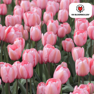 Tulpenzwiebeln Apricot Delight, Farbe Hell Lachs-Rosa, Aprikosentöne, Elegante Tulpe, Für Garten oder Topf, 1 Sack mit 20 Stück