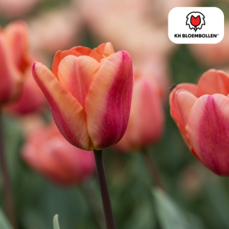 Tulpenzwiebeln Apricot Foxx, Farbe Lachs-Rosa, Aprikosen-Töne, Elegante Tulpe, Für Garten oder Topf, 1 Sack à 20 Stück