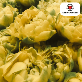 Tulpenzwiebeln Avant Garde, Farbe Gelb, gefüllte Tulpe, für Garten oder Topf, 1 Sack mit 20 Stück