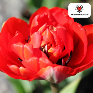 Tulpenzwiebeln Bombastic Red, Farbe Rot, Pfingstrose-Tulpe, Für Garten oder Topf, 1 Sack à 20 Stück