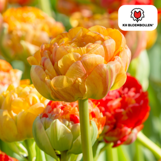 Tulpenzwiebeln Gudoshnik Double, Farbe Gelb-Orange-Rot, Doppelblütige Tulpe, Für Garten oder Topf, 1 Sack mit 20 Stück