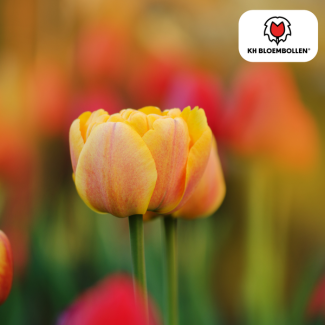 Tulpenzwiebeln Icoon, Farbe Zartrosa, hellorange, gefüllte Tulpe, für Garten oder Topf, 1 Sack mit 20 Stück