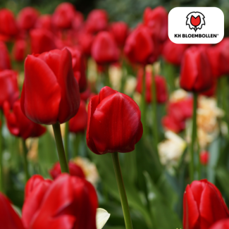 Tulpenzwiebeln Ile de France, Farbe Tiefrot, Elegante Tulpe, Für Garten oder Topf, 1 Sack à 20 Stück