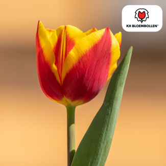 Tulpenzwiebeln Jan Seignette, Farbe Rot, Gelb, Für Garten oder Topf, 1 Sack mit 20 Stück