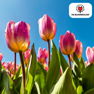 Tulpenzwiebeln Licht und Traumhaft, Pastellfarben Licht Pfirsich, Zart Rosa, Cremeweiß, Romantisches Erscheinungsbild, Für Garten oder Topf, 1 Sack à 20 Stück