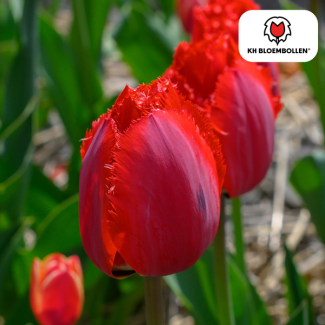 Tulpen Meisterwerk, Farbe dunkelrosa, gefüllte Tulpe mit gezacktem Rand, 1 Sack à 20 Stück