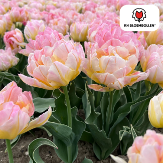 Tulpen Passwort, Farbe Zart Lichtrosa, Doppelblütige Tulpe, Romantische Ausstrahlung, Für Garten oder Topf, 1 Sack à 20 Stück