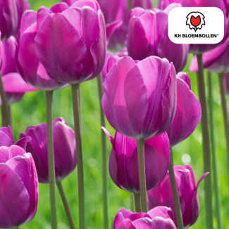 Geschenk-Tipp! Tulpen Purple Prince, Farbe Lila-Violett, Auffällig luxuriös und mystisch, Für Garten oder Topf, 1 Sack mit 20 Stück