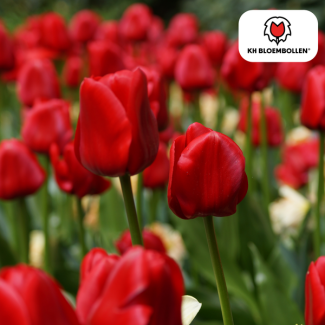 Geschenk-Tipp! Tulpen Seadov, Farbe Tiefrot, Auffällig Gezackter Rand, Für Garten oder Topf, 1 Sack à 20 Stück