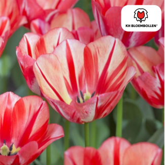 Geschenk-Tipp! Tulpen Frühlingserwachen, Farbe Rot-Orange, Feurig & Auffällig, Für Garten oder Topf, 1 Sack mit 20 Stück