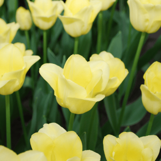 Geschenk-Tipp! Tulpen Weltfreundschaft, Blüte Zart Gelb, Schön Elegant, Für Garten oder Topf, 1 Sack à 20 Stück