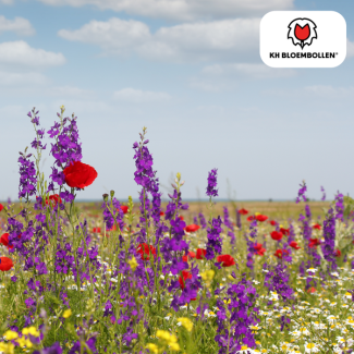 Wildblumen-Samen-Mischung – 100 Gramm | Gut für Bienen, Schmetterlinge & Biodiversität | ± 30–50 m²