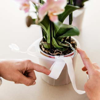 Kolibri Orchideen | weiße Orchideen-Set in Como-Schale mit Wasserreservoir | drei weiße Orchideen Lausanne 9cm | Mono Bouquet weiß mit selbstversorgendem Wasserreservoir