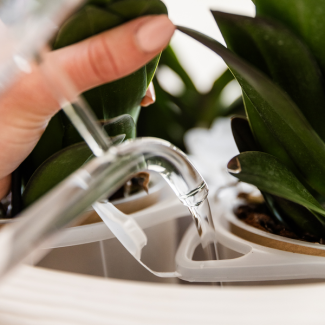Kolibri Orchideen | Weißes Orchideen-Set in Como-Schale mit Wasserreservoir | drei weiße Niagara Falls Orchideen 12 cm | Mono Bouquet weiß mit selbstversorgendem Wasserreservoir