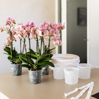 Kolibri-Orchideen | Weißes Orchideen-Set in Como-Schale mit Wasserreservoir | drei weiße Lausanne-Orchideen 12 cm | Mono-Bouquet weiß mit selbstversorgendem Wasserreservoir