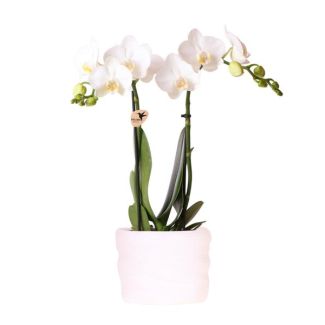 Kolibri-Orchideen | Weiße Amabilis-Orchidee 9 cm im Como-Topf mit Wasserreservoir