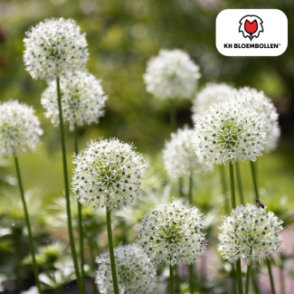 Die Zierzwiebel, kugelige Blüte, Farbe Weiß, Packung à 5 Stück, Allium White Giant